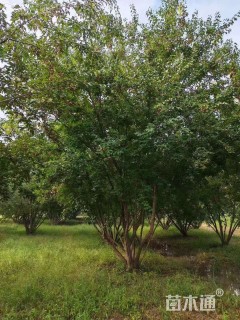 高度500厘米丛生茶条槭