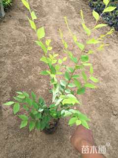 高度50厘米金叶榆小苗
