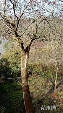 30公分红花玉兰