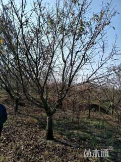 19公分日本早樱