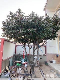 高度3.5厘米耐冬茶花