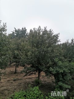 19公分绚丽海棠