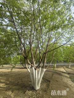 高度700厘米丛生五角枫