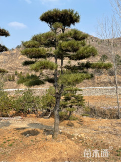 10公分造型油松