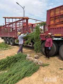 高度150厘米北京桧