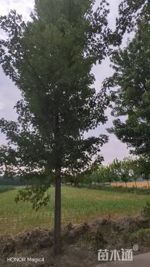 10公分美国红枫