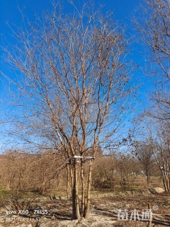 50公分(5杆)丛生乌桕