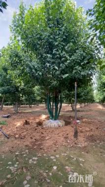 高度500厘米丛生美国红枫