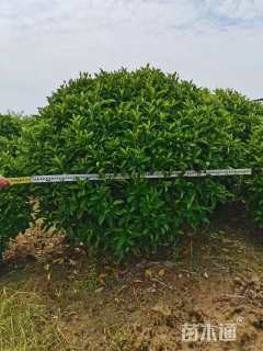 高度120厘米非洲茉莉球