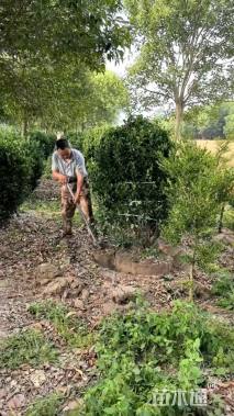 冠幅300厘米大叶黄杨球