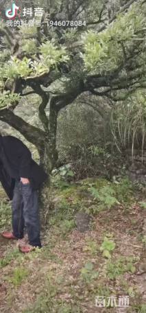 高度300厘米雀舌黄杨