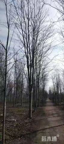 25公分美国红枫