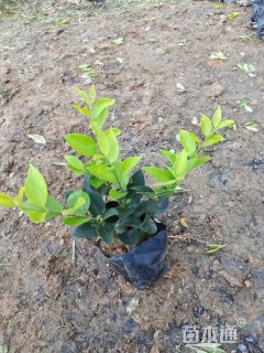 高度25厘米金森女贞