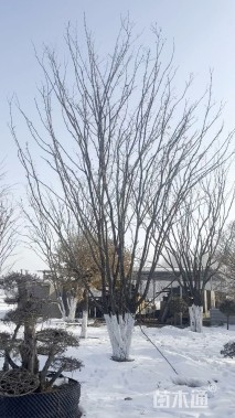 高度700厘米丛生元宝枫