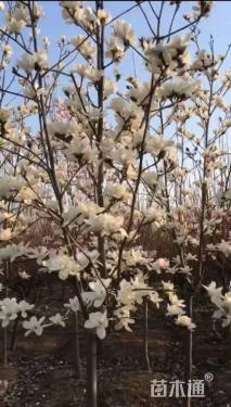 12公分二乔玉兰