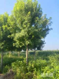 16公分金叶白蜡