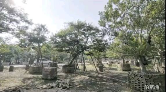 18公分红果冬青