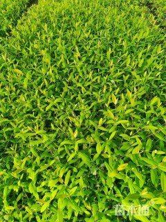 高度20厘米金丝桃