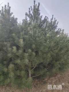 高度2000厘米白皮松