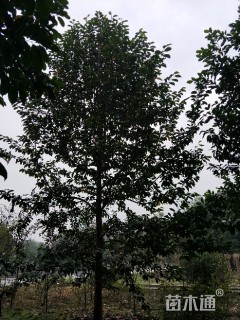 15公分乐昌含笑