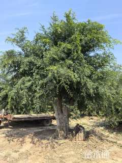 60公分榔榆