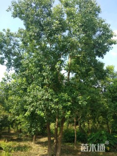 15公分丛生乌桕