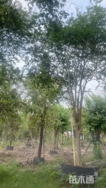 15公分小叶紫薇