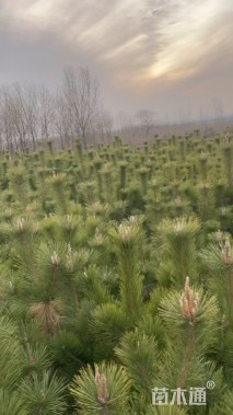 高度100厘米黑松