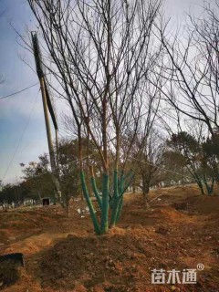 50公分丛生朴树