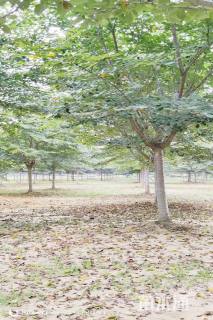 30公分染井吉野樱