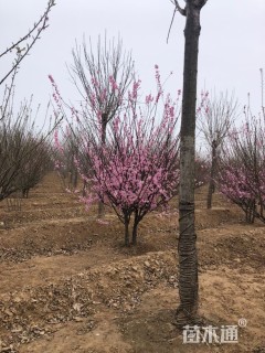 4公分(6杆)丛生红梅