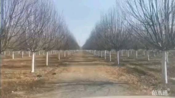 19公分绚丽海棠