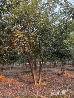 40公分(5杆)丛生朴树