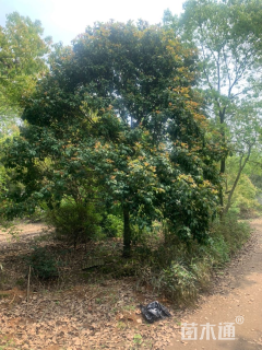 高度300厘米中华石楠