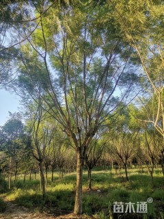 28公分丛生蓝花楹