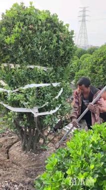 冠幅280厘米大叶黄杨球