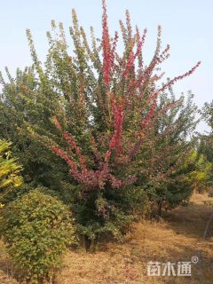 高度600厘米丛生三角枫