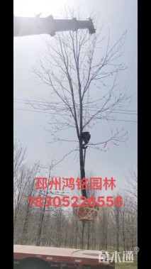 17公分北美红枫