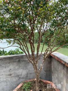 高度2000厘米嘉宝果