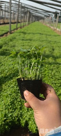 高度20厘米千屈菜