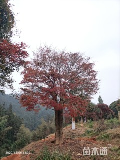 44公分中国红枫