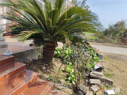 裸干高120厘米铁树