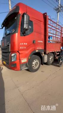 高度25厘米金叶满天星