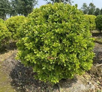 冠幅120厘米金边黄杨球