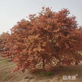 12公分日本红枫