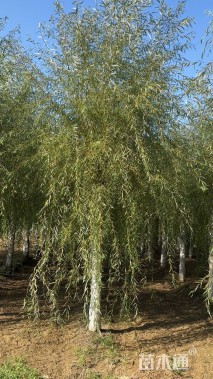 20公分金丝垂柳