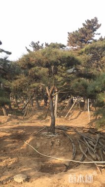 15公分造型油松