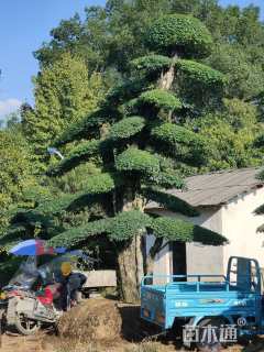 高度450厘米小叶女贞