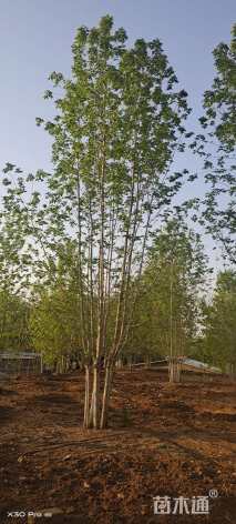 高度900厘米丛生白蜡