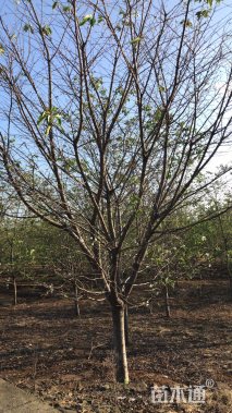 15公分高杆樱花